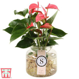 Thompson & Morgan Anthurium Aqua Pink In Sierglass 12Cm Pot X 1 - thumbnail 3