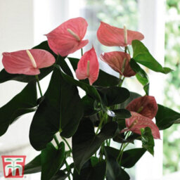 Thompson & Morgan Anthurium Aqua Pink In Sierglass 12Cm Pot X 1 - thumbnail 4