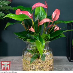 Thompson & Morgan Anthurium Aqua Pink In Sierglass 12Cm Pot X 1 - thumbnail 1