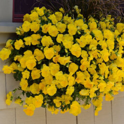 Gardeners Dream Yellow Pansy Plants - Basket And Bedding Plants Outdoor Garden Ready (6 Pack) - thumbnail 2