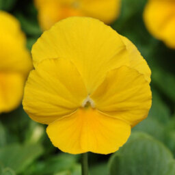 Gardeners Dream Yellow Pansy Plants - Basket And Bedding Plants Outdoor Garden Ready (6 Pack) - thumbnail 1