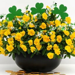 Gardeners Dream Yellow Pansy Plants - Basket And Bedding Plants Outdoor Garden Ready (6 Pack) - thumbnail 4