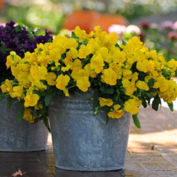 Gardeners Dream Yellow Pansy Plants - Basket And Bedding Plants Outdoor Garden Ready (6 Pack) - thumbnail 3