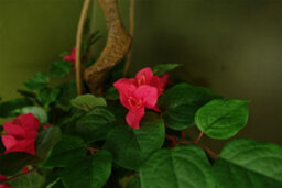 Leaf Large Japanese Artificial Tree Silk Bougainvillea Tree Botanik - thumbnail 4