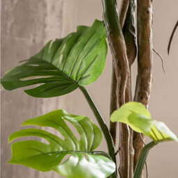 Artificial Plant Monstera, Maia Shop For Home And Office Decoration, 180Cm - thumbnail 2
