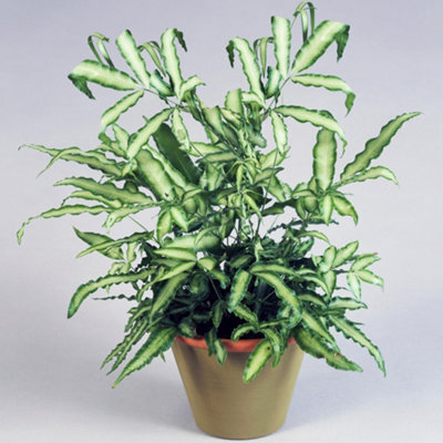 Gardeners Dream Pteris Albolineata Cretan Brake Fern - Indoor Plant, Ideal For Uk Homes, Office, Bright Green Variegated Foliage (25-35Cm) - image 1