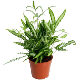 Gardeners Dream Pteris Albolineata Cretan Brake Fern - Indoor Plant, Ideal For Uk Homes, Office, Bright Green Variegated Foliage (25-35Cm) - thumbnail 2