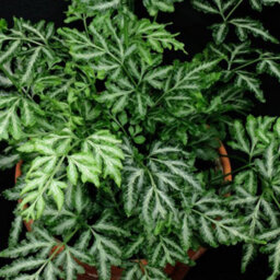 Gardeners Dream Pteris Albolineata Cretan Brake Fern - Indoor Plant, Ideal For Uk Homes, Office, Bright Green Variegated Foliage (25-35Cm) - thumbnail 3
