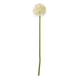 Hill Interiors Allium Stem Artificial Plant Cream (80Cm) - thumbnail 3