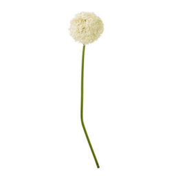 Hill Interiors Allium Stem Artificial Plant Cream (80Cm) - thumbnail 2