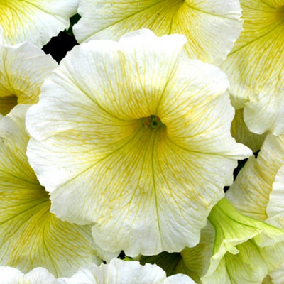 Gardeners Dream Petunia Frenzy Yellow Colourful Flowering Bedding Plants For Sale - 6 Pack - image 1