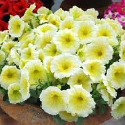 Gardeners Dream Petunia Frenzy Yellow Colourful Flowering Bedding Plants For Sale - 6 Pack - thumbnail 2