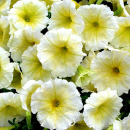 Gardeners Dream Petunia Frenzy Yellow Colourful Flowering Bedding Plants For Sale - 6 Pack - thumbnail 3