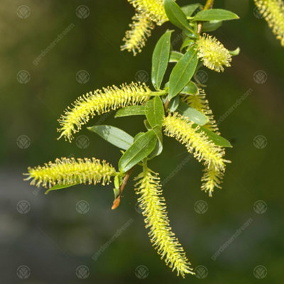 Gardeners Dream Salix Chrysocoma Tree - Cascading Yellow Branches, Hardy (5-6Ft) - image 1
