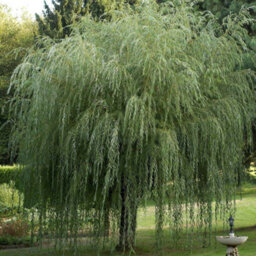 Gardeners Dream Salix Chrysocoma Tree - Cascading Yellow Branches, Hardy (5-6Ft) - thumbnail 3