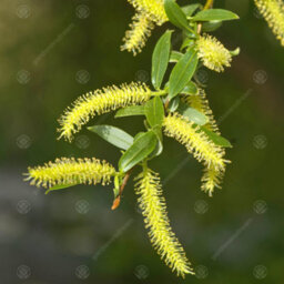 Gardeners Dream Salix Chrysocoma Tree - Cascading Yellow Branches, Hardy (5-6Ft) - thumbnail 1