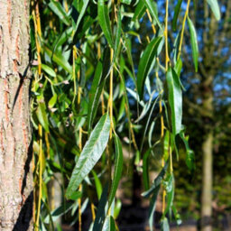 Gardeners Dream Salix Chrysocoma Tree - Cascading Yellow Branches, Hardy (5-6Ft) - thumbnail 2