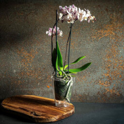 B2C Plant Orchid Pot Plastic  Gloss Oval Planter Transparent Clear 12 Cm Square - thumbnail 5