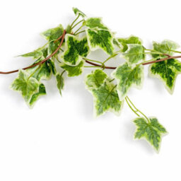 Leaf 160Cm Artificial Ivy Garland Trailing Hanging Plant Faux Foliage - Variegated - thumbnail 2
