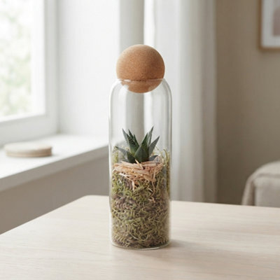 Haworthia Succulent Arrangement In Glass Vase - 9Cm