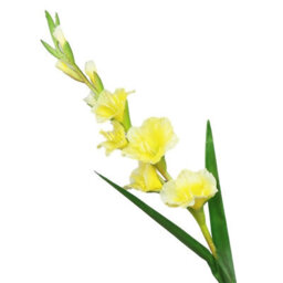 2 Pack Artificial Long - Stemmed Gladiolus Flowers For Home And Wedding And Office Decoration (Yellow) - thumbnail 2