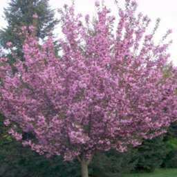 Gardeners Dream Prunus Royal Burgundy Tree - Deep Purple Foliage, Ornamental, Stunning Double Flowers (5-6Ft) - thumbnail 3