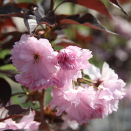 Gardeners Dream Prunus Royal Burgundy Tree - Deep Purple Foliage, Ornamental, Stunning Double Flowers (5-6Ft) - thumbnail 2
