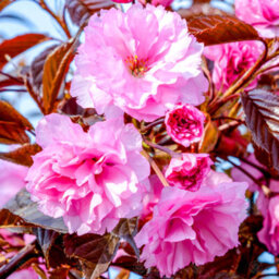 Gardeners Dream Prunus Royal Burgundy Tree - Deep Purple Foliage, Ornamental, Stunning Double Flowers (5-6Ft) - thumbnail 1
