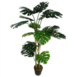Leaf 150Cm (5Ft) Luxury Monstera Plant Black Pot