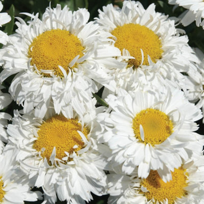 Gardeners Dream Leucanthemum Freak - Unique And Vibrant Shasta Daisy, Moderate Height (30-40Cm Height Including Pot) - image 1