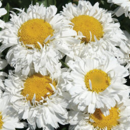 Gardeners Dream Leucanthemum Freak - Unique And Vibrant Shasta Daisy, Moderate Height (30-40Cm Height Including Pot) - thumbnail 1