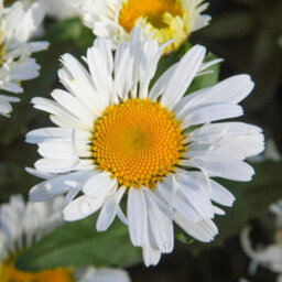 Gardeners Dream Leucanthemum Freak - Unique And Vibrant Shasta Daisy, Moderate Height (30-40Cm Height Including Pot) - thumbnail 2