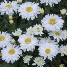 Gardeners Dream Leucanthemum Freak - Unique And Vibrant Shasta Daisy, Moderate Height (30-40Cm Height Including Pot) - thumbnail 3