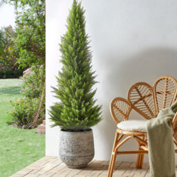 Wyld And Coco Artificial Cedar Tree 153 Cm With Realistic Textured Trunk - Indoor And Covered Outdoor Use - thumbnail 2