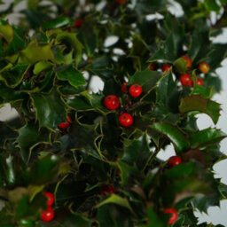 Carbeth Plants Mini Holly Plant Gift In 12Cm Pot - Festive Evergreen Christmas Decoration - thumbnail 2