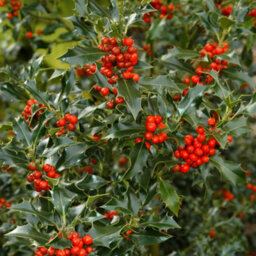 Carbeth Plants Mini Holly Plant Gift In 12Cm Pot - Festive Evergreen Christmas Decoration - thumbnail 4