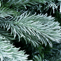Christmas Tree World The 7Ft/210Cm Arbor Blue Pine Christmas Tree - thumbnail 7