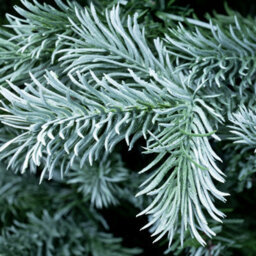 Christmas Tree World The 7Ft/210Cm Arbor Blue Pine Christmas Tree - thumbnail 6