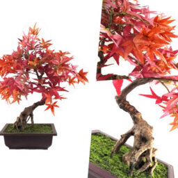 Pegdev - Pdl - 50Cm Artificial Red Maple Bonsai Tree With Decorative Planter Silk Leaves Indoor Ornamental Plant Home Office - thumbnail 5
