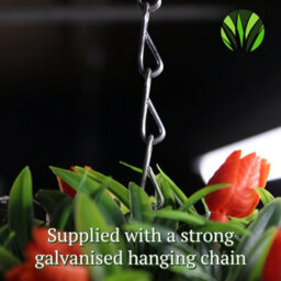 Pair Of Best Artificial 24Cm Orange Lush Tulip Hanging Basket Flower Topiary Ball - Weather & Fade Resistant - thumbnail 6