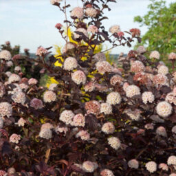 Thompson & Morgan Physocarpus Opulifolius Lady In Red 9Cm Potted Plant X 3 - thumbnail 1