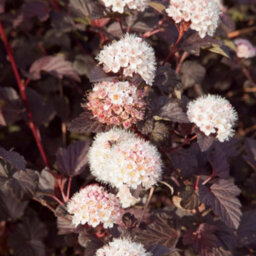 Thompson & Morgan Physocarpus Opulifolius Lady In Red 9Cm Potted Plant X 3 - thumbnail 3