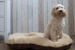 "Gorpets Oval Cushioned Dog Bedding - 40"" - Brown - Washable" - thumbnail 3