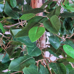 5Ft Artificial Banyan Tree 150Cm With 1008 Green Leaves & Black Pot - thumbnail 6