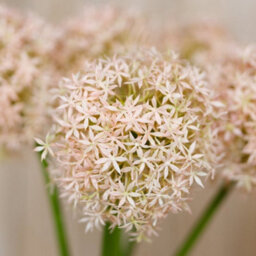 Wyld Haus Set Of 3 Pink Giant Allium Artificial Flower Stems 900mm Tall - thumbnail 5