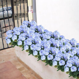 1 Artificial Flower For Outdoor Decoration, Silk Geranium, Fake Plant For Wedding Table Decoration, Garden, Home, Blue - thumbnail 9
