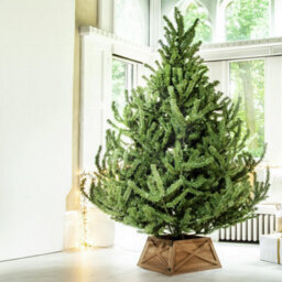 Christmas Tree World The 6Ft/180Cm Mountain Pine Christmas Tree - thumbnail 7