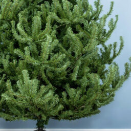 Christmas Tree World The 6Ft/180Cm Mountain Pine Christmas Tree - thumbnail 6
