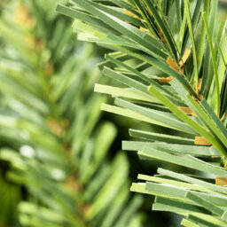 Christmas Tree World The 6Ft/180Cm Mountain Pine Christmas Tree - thumbnail 3