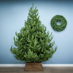 Christmas Tree World The 6Ft/180Cm Mountain Pine Christmas Tree - thumbnail 2
